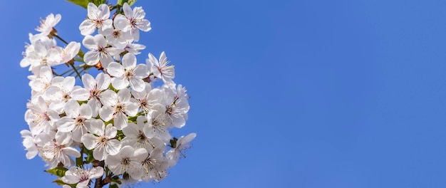 Fioritura di ciliegio con sfondo cielo Fiori bianchi natura