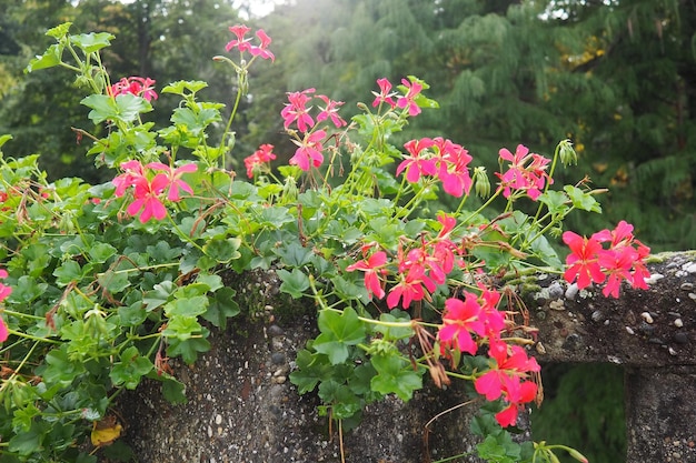 Fioritura di edera rosa geranio pelargonium disegno verticale del paesaggio di strade e parchi Bellissimo grande pelargonio geranio fiori di geranio Floricoltura e orticoltura Banja Koviljaca