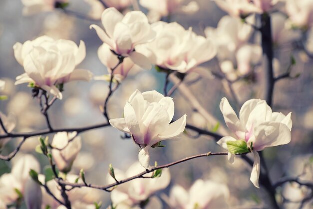 Fioritura di fiori bianchi di magnolia in primavera sfondo stagionale naturale