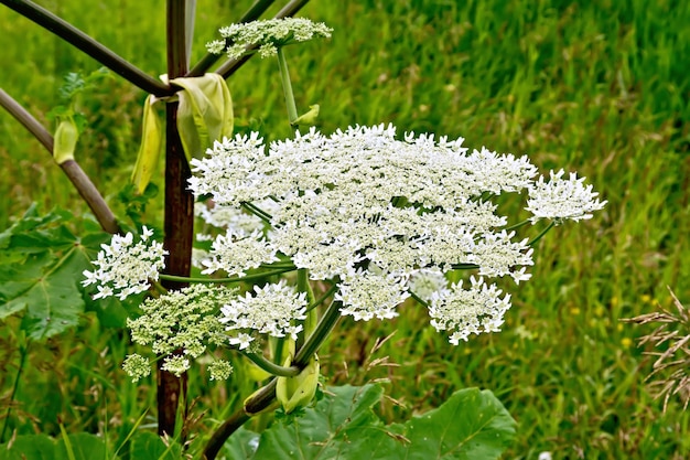 Fioritura di fiori bianchi l'ombrello Heracleum Sosnowski sullo sfondo dell'erba verde