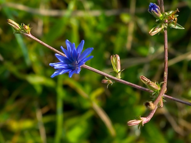 Fioritura di fiori colorati freschi su un giardino verde