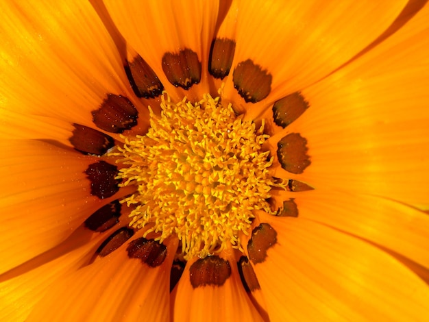 Fioritura Di Fiori Colorati Freschi