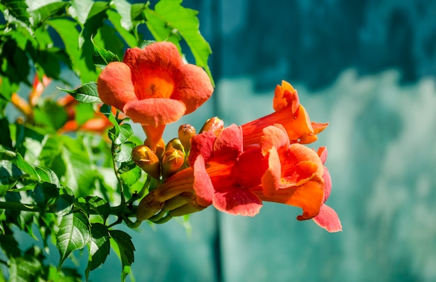 Fioritura di fiori d'arancio Kampsis in estate in giardino