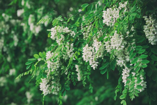 Fioritura di fiori di acacia bianchi in primavera sfondo floreale stagionale all'aperto naturale