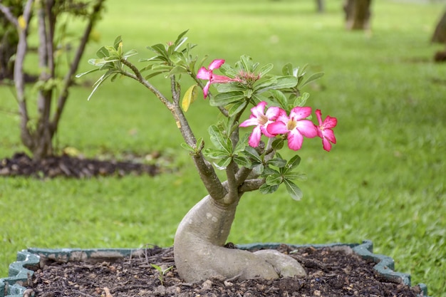 Fioritura di fiori di azalea rosa