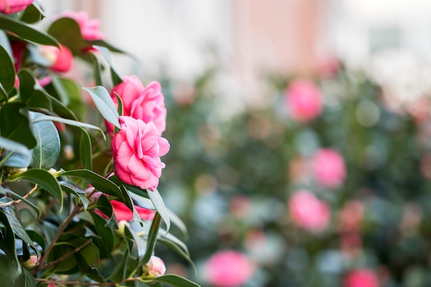 Fioritura di fiori di camelia in Corea