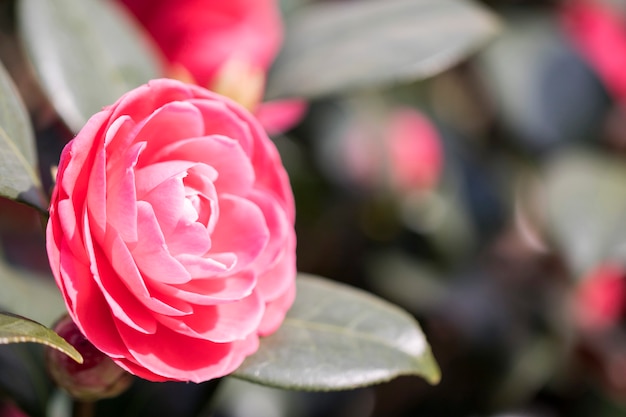 Fioritura di fiori di camelia in Corea