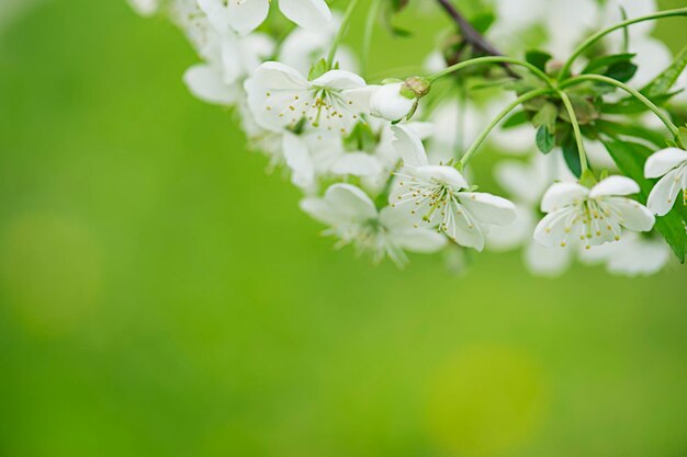 Fioritura di fiori di ciliegio in primavera con cornice angolare a foglie verdi