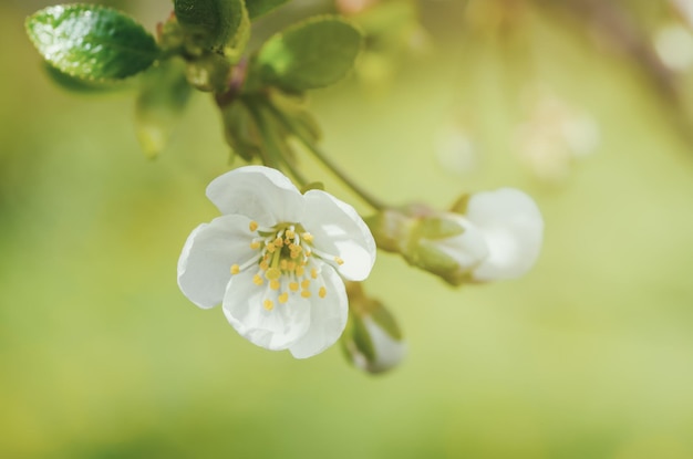 Fioritura di fiori di ciliegio in primavera con foglie verdi e macro copyspace