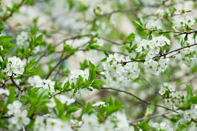 Fioritura di fiori di ciliegio in primavera con foglie verdi, macro