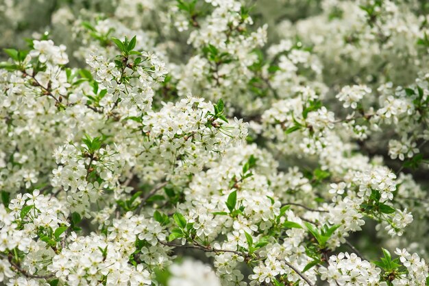 Fioritura di fiori di ciliegio in primavera con foglie verdi, sfondo stagionale floreale naturale