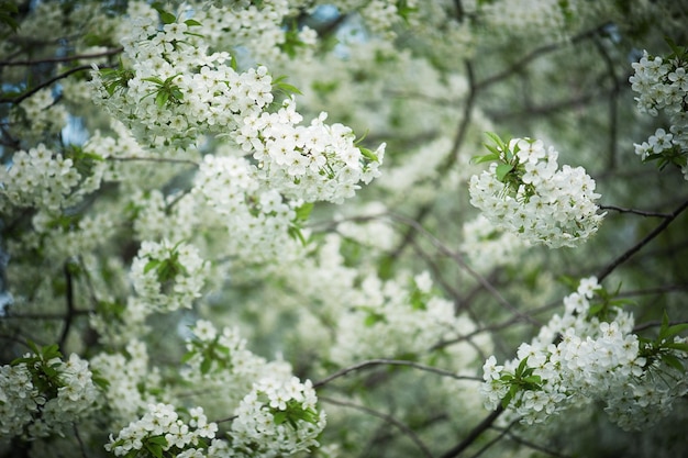 Fioritura di fiori di ciliegio in primavera con foglie verdi sfondo stagionale floreale naturale