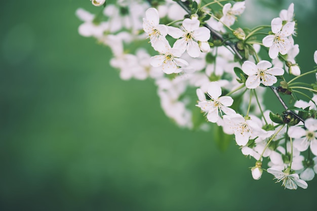 Fioritura di fiori di ciliegio in primavera con macro cornice di foglie verdi