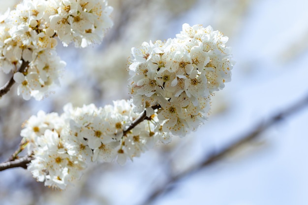 Fioritura di fiori di ciliegio in primavera contro il cielo blu sullo sfondo stagionale naturale