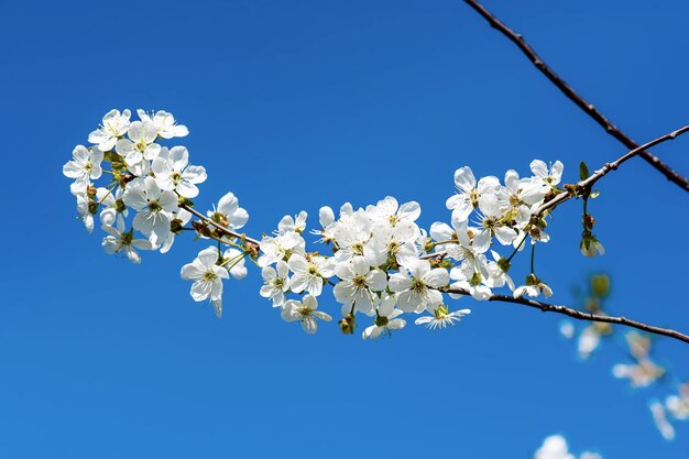 Fioritura di fiori di ciliegio in primavera contro il cielo blu sullo sfondo stagionale naturale