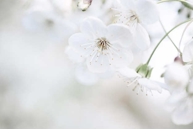 Fioritura di fiori di ciliegio in primavera sfondo floreale stagionale naturale Macro immagine