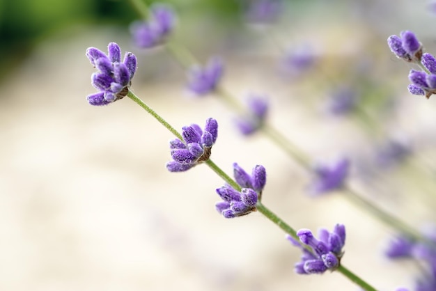 Fioritura di fiori di lavanda lilla in estate sfondo stagionale floreale naturale