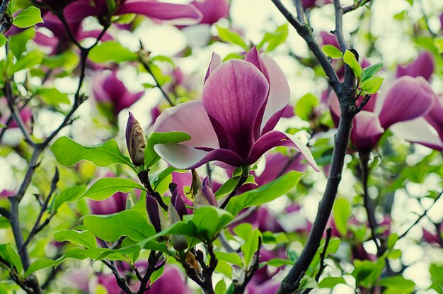 Fioritura di fiori di magnolia in primavera, immagine retrò vintage hipster