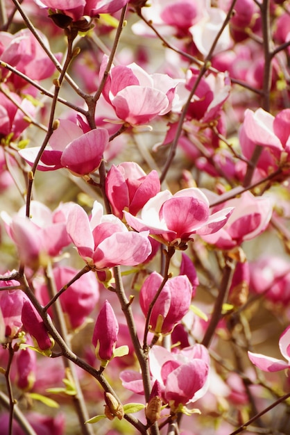 Fioritura di fiori di magnolia in primavera immagine retrò vintage hipster