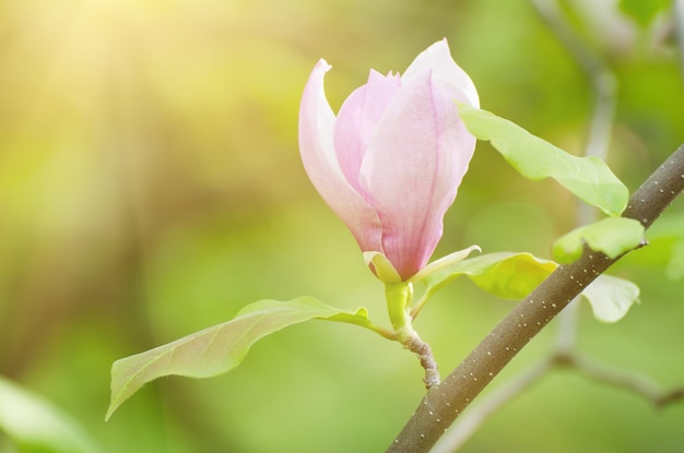 Fioritura di fiori di magnolia in primavera, sfondo floreale soleggiato