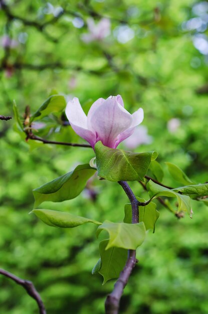 Fioritura di fiori di magnolia in primavera, sfondo floreale