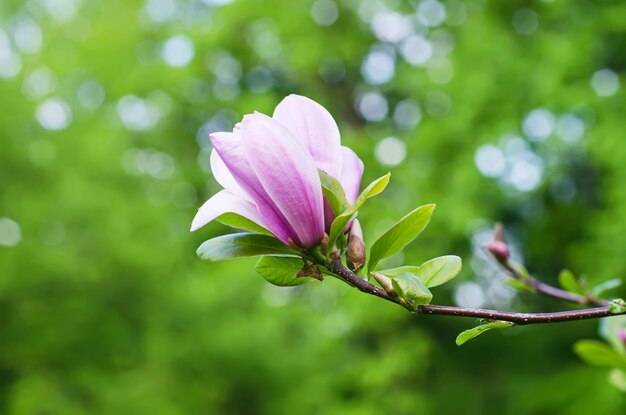 Fioritura di fiori di magnolia in primavera, sfondo floreale