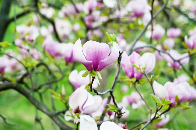 Fioritura di fiori di magnolia in primavera