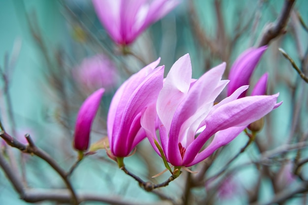 Fioritura di fiori di magnolia nel parco cittadino