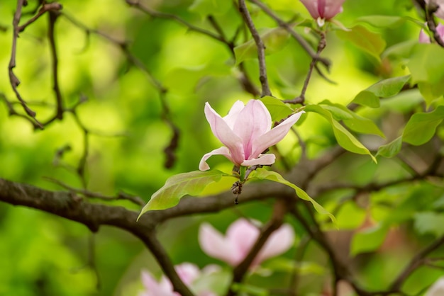 Fioritura di fiori di magnolia rosa con foglie verdi in primavera sfondo stagionale naturale floreale