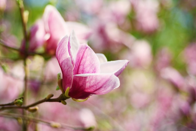 Fioritura di fiori di magnolia rosa in primavera, sfondo floreale