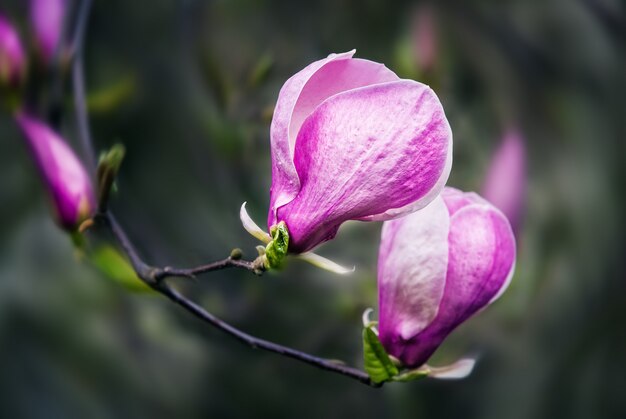 Fioritura di fiori di magnolia