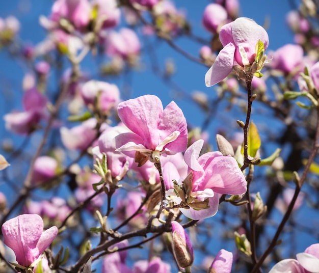 Fioritura di fiori di magnolia