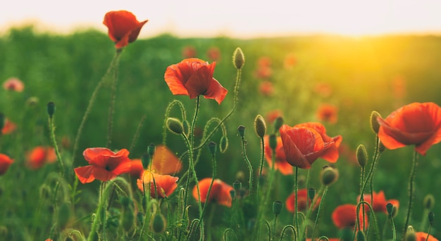 Fioritura di fiori di papavero nel campo