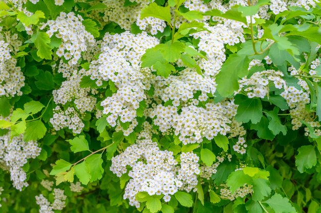 Fioritura di fiori di primavera lobularia maritima fiori alyssum maritimum dolce alyssum dolce alison è un