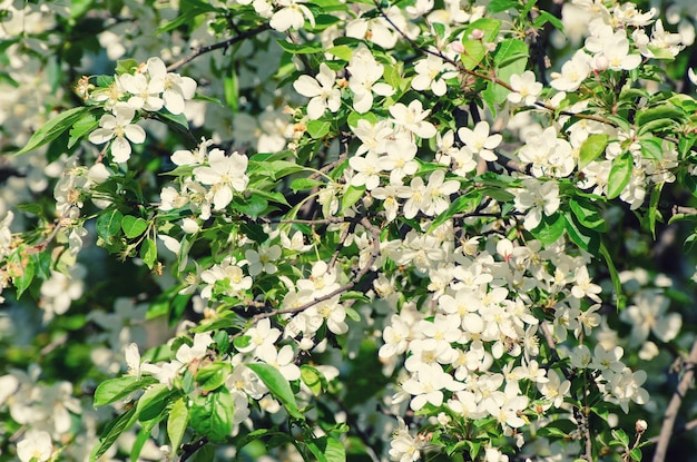 Fioritura di fiori di prugna in primavera con foglie verdi, macro