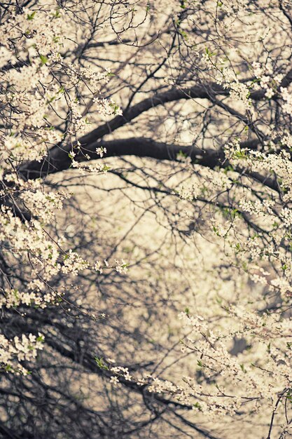 Fioritura di fiori di prugna in primavera con foglie verdi macro