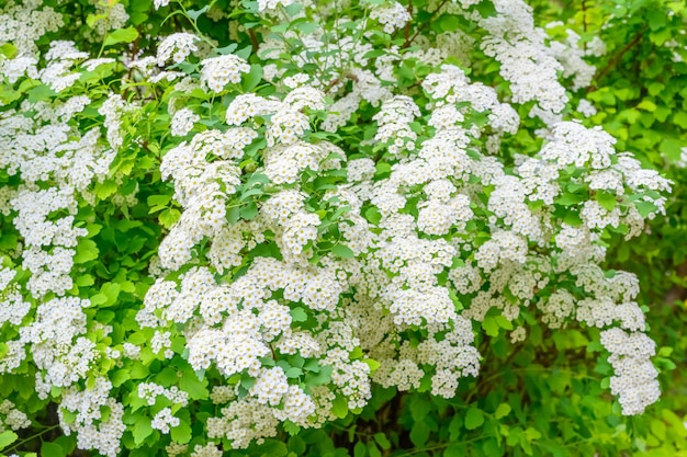 Fioritura di fiori primaverili Lobularia maritima fiori Alyssum maritimum Sweet Alyssum Sweet Alison è una specie di pianta fiorita a bassa crescita