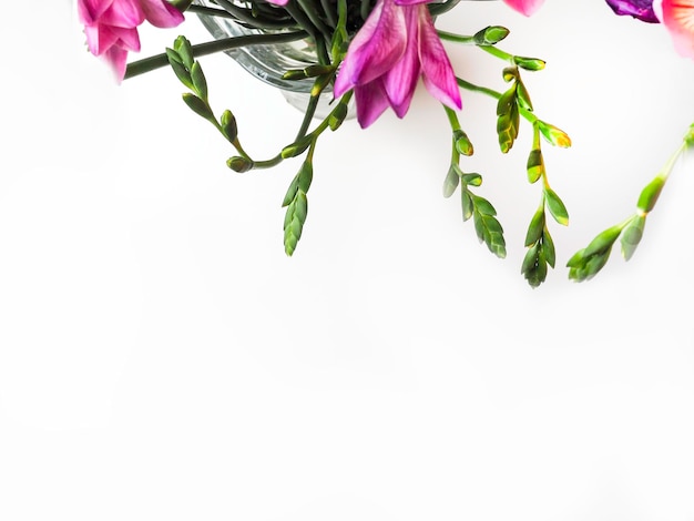 Fioritura di fiori rosa fresie isolati su bianco