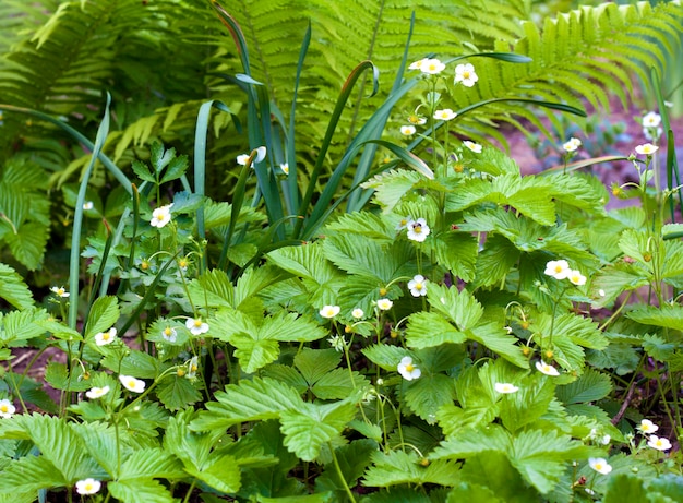 Fioritura di fragoline di bosco