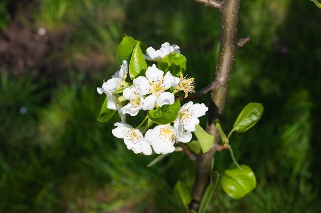 Fioritura di giovani fiori di pera. Foto di alta qualità