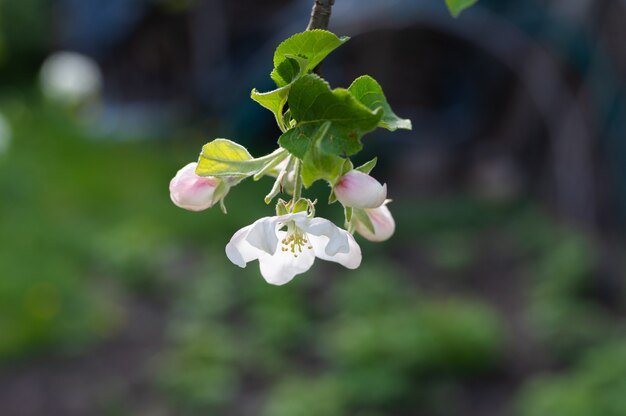 Fioritura di giovani fiori di pera.