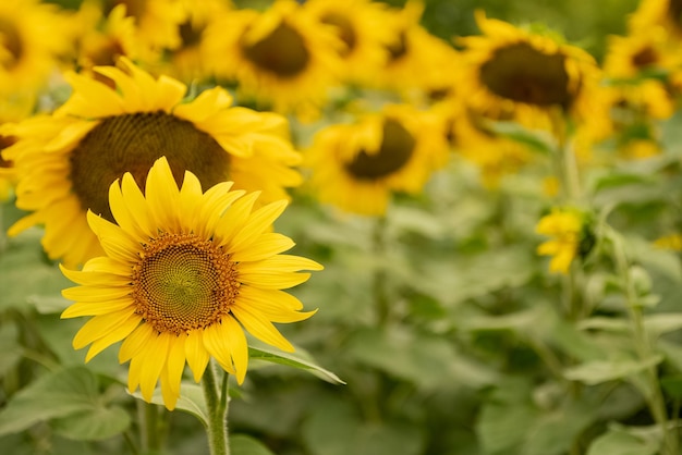 Fioritura di girasoli gialli in campo agricolo da vicino