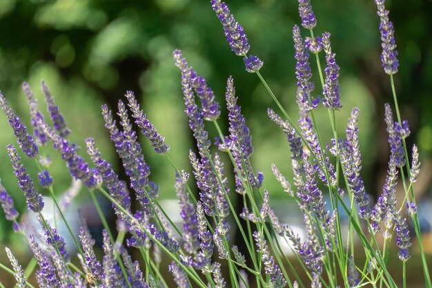 Fioritura di lavanda violetta fragrante Crescita di fiori lavandula angustifolia utilizzati come ingrediente di profumo