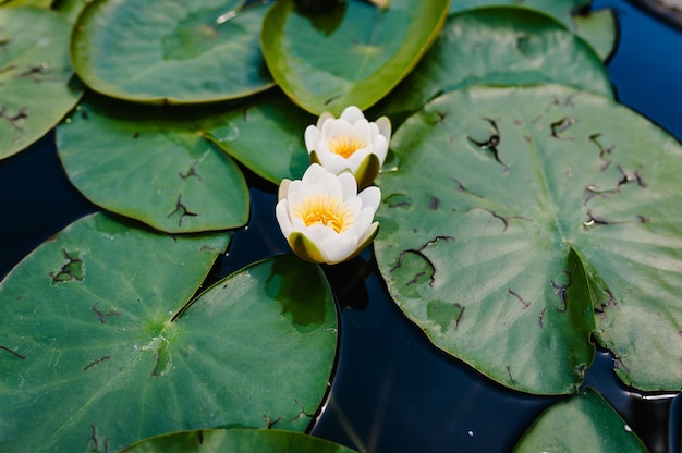 fioritura di loto bianco che galleggia in acqua