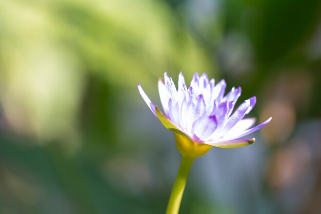 Fioritura di loto blu