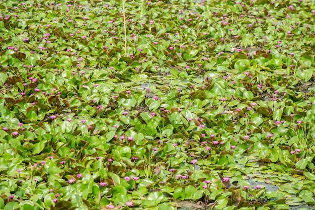 Fioritura di loto viola