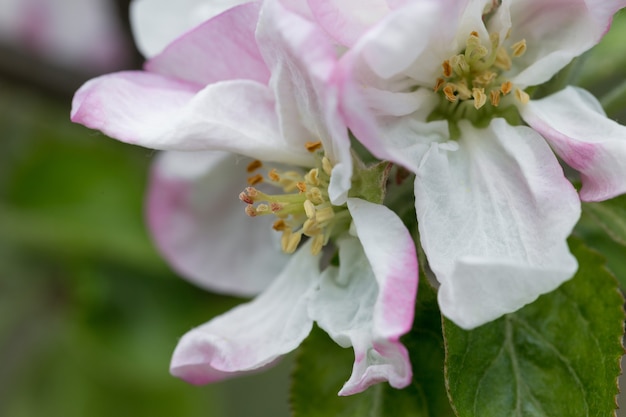 Fioritura di meleto rosa nel ramo primaverile con fiori di un melo in fiore