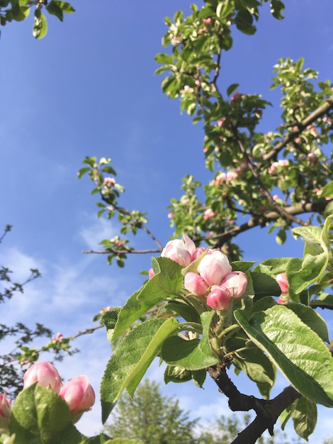 Fioritura di melo bianco e cielo blu