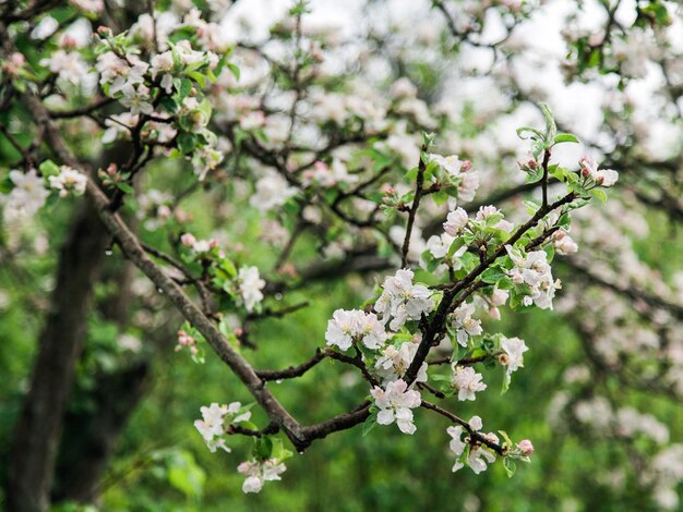 Fioritura di melo in primavera dopo la pioggia