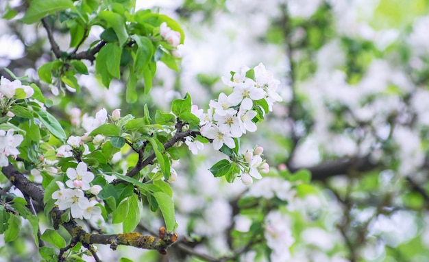 Fioritura di melo in primavera